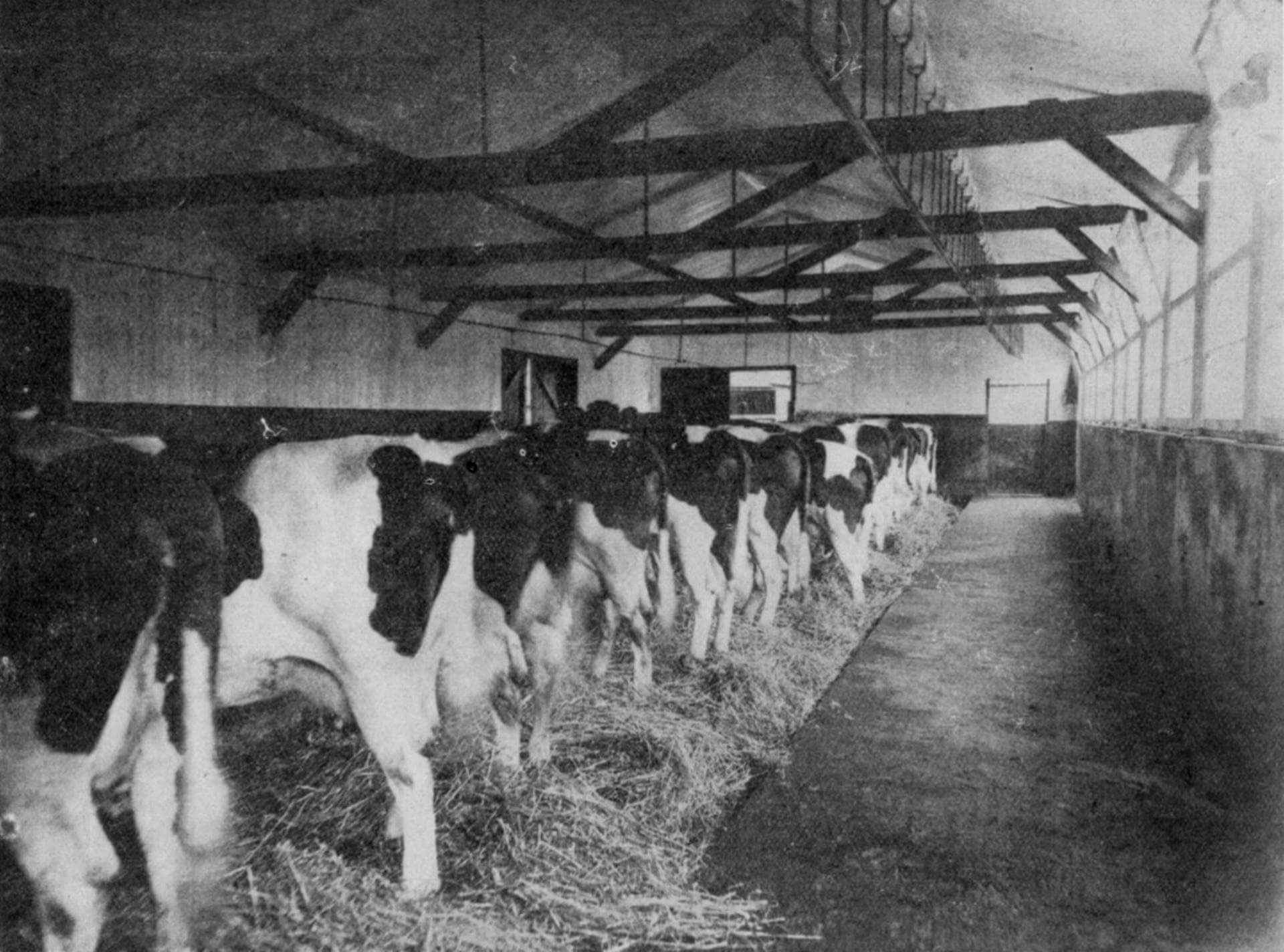 Experimental Dairy