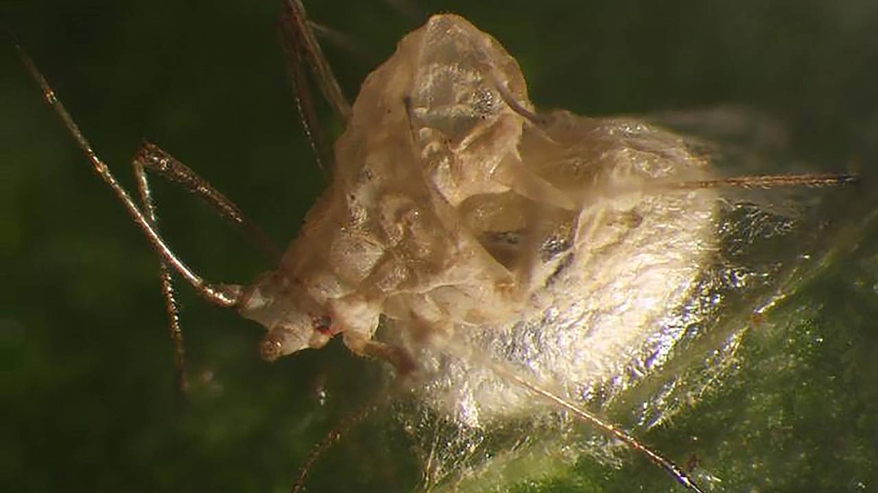 Parasitised aphid