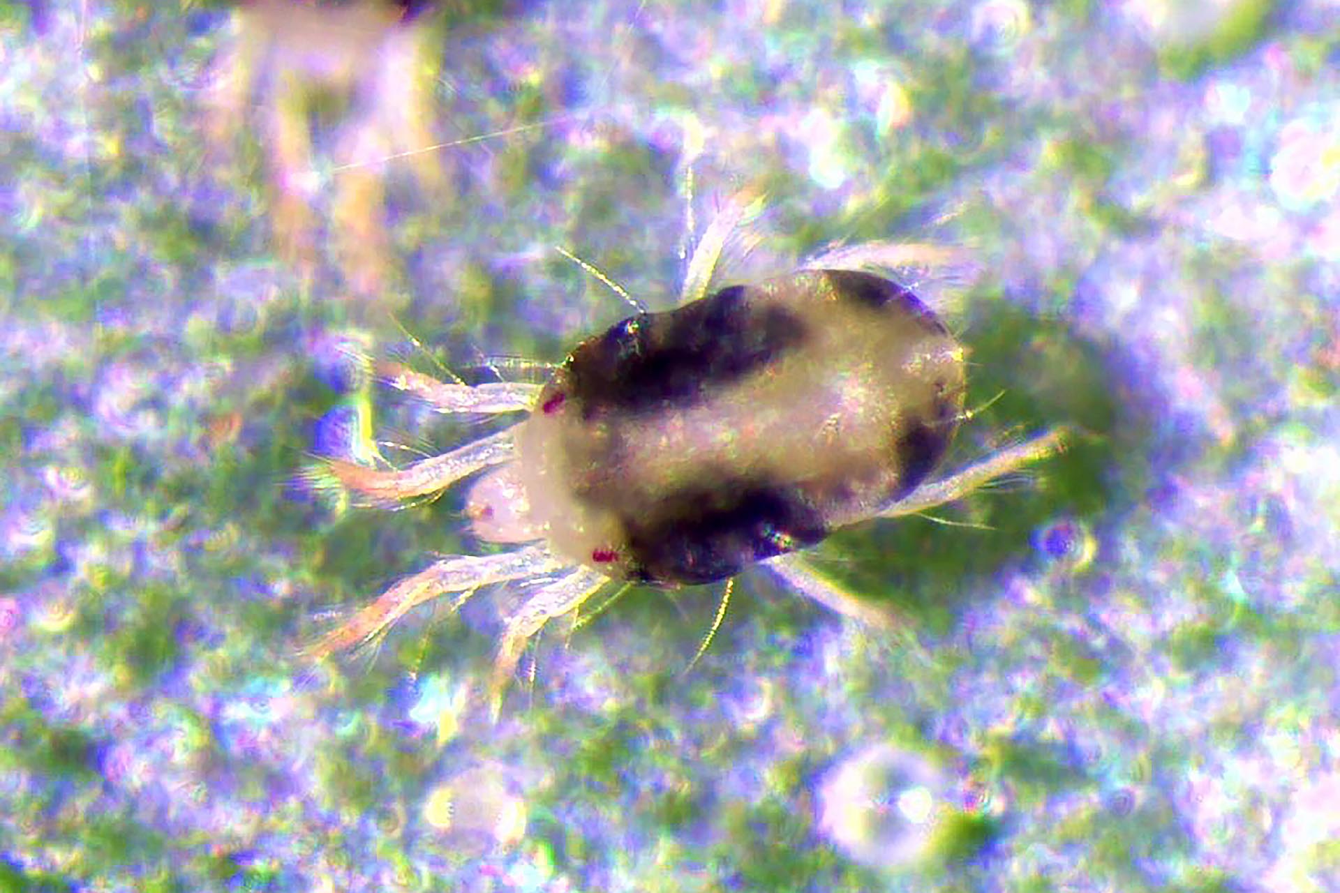 Two-spotted spider mite (Tetranychus urticae)