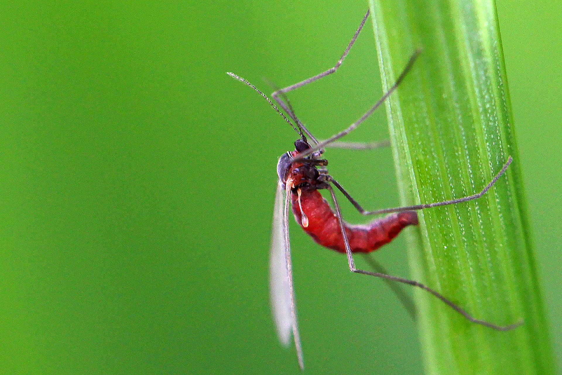 Saddle gall midge (Haplodiplosis marginata)