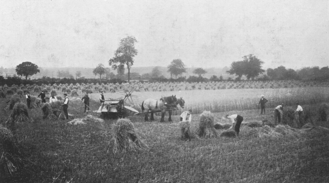 Harvest 1905