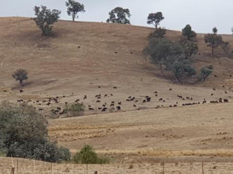 High intensity regerative grazing during a drought