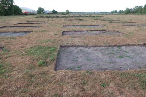 Experimental turf stripping plots at Prees Heath Common SSSI