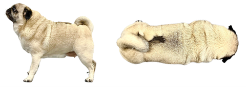 Images used for canine body condition scoring.